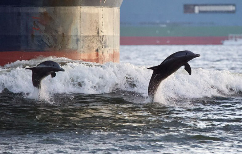 Charleston & Shem Creek Dolphin Watching Tour