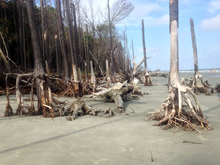 Capers Island Boneyard Beach
