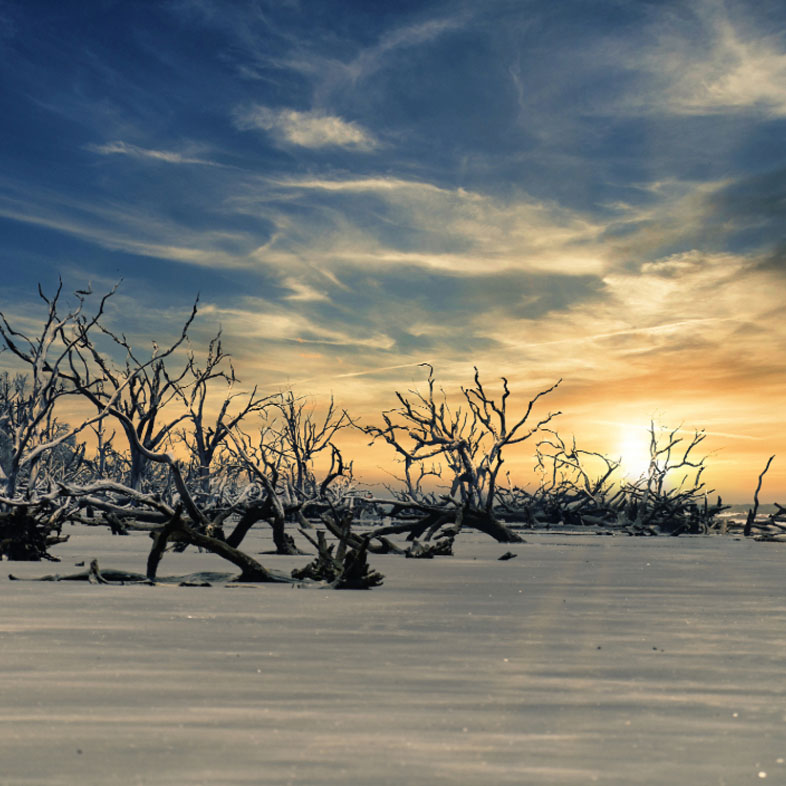 Capers Island Boneyard Beach